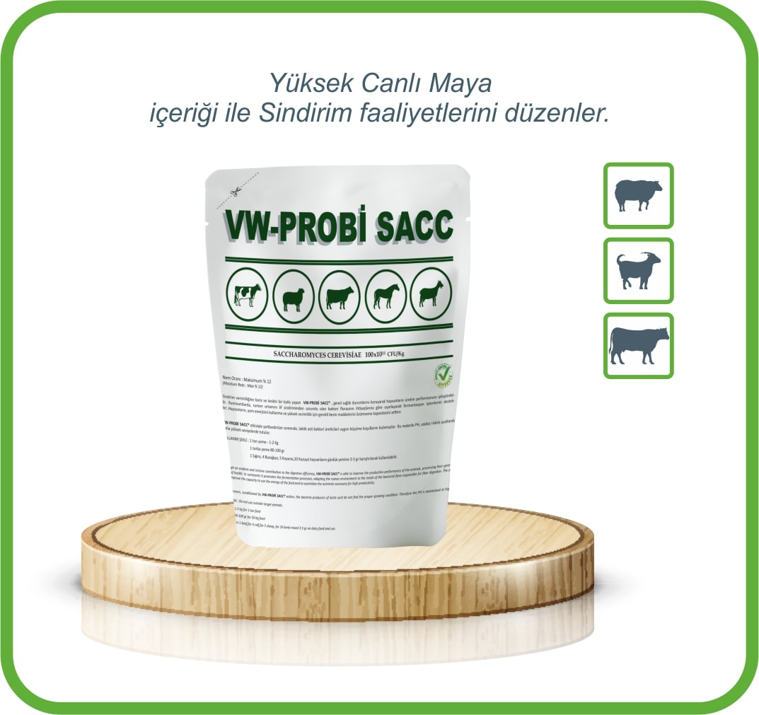 VW-B KOMPLEKSİ